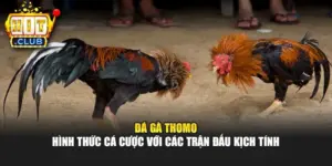 Đá Gà Thomo - Hình Thức Cá Cược Với Các Trận Đấu Kịch Tính