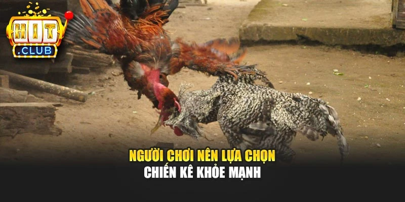 Người chơi nên lựa chọn chiến kê khỏe mạnh