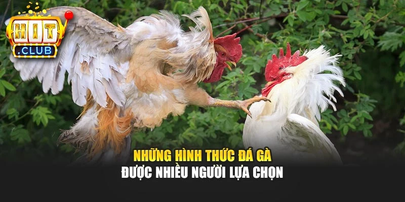Những hình thức đá gà được nhiều người lựa chọn
